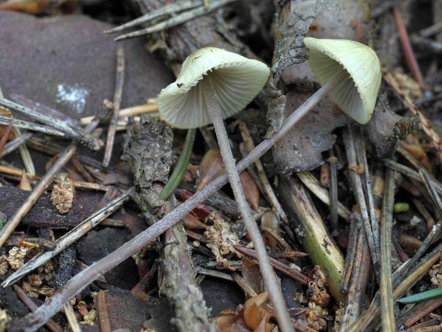 Mycena amicta