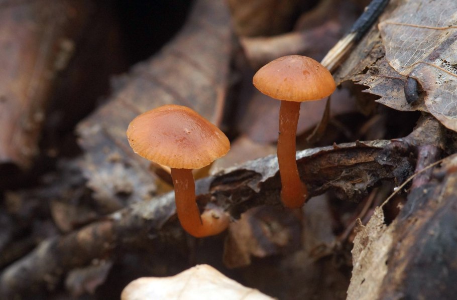 Пять самых опасных грибов средней полосы России