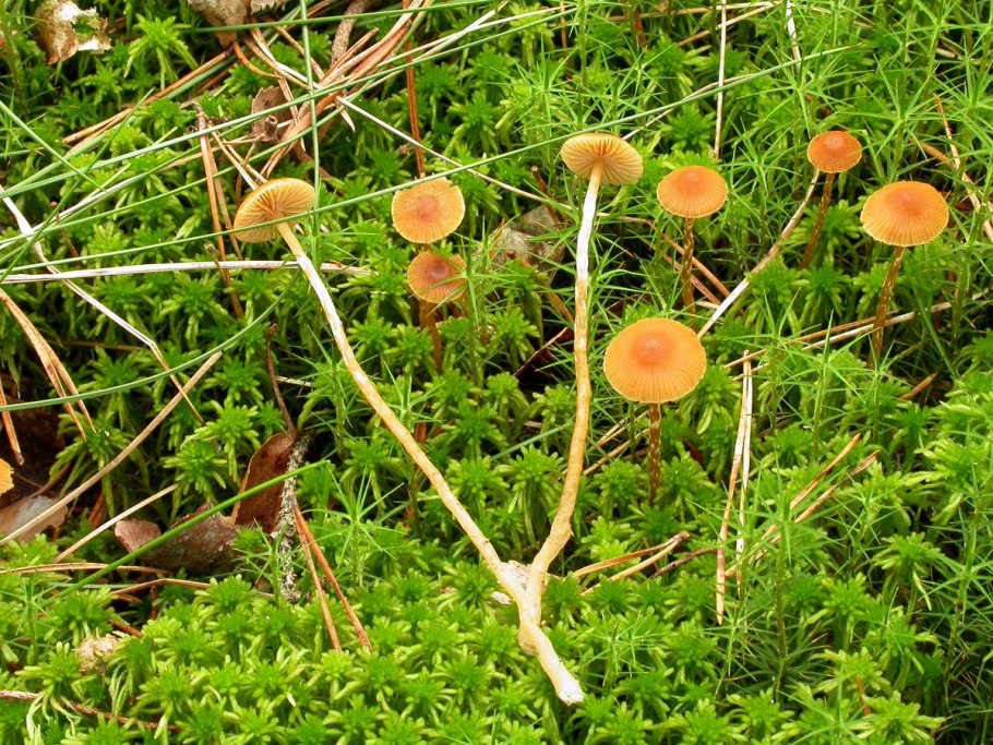 Галерина лентовидная