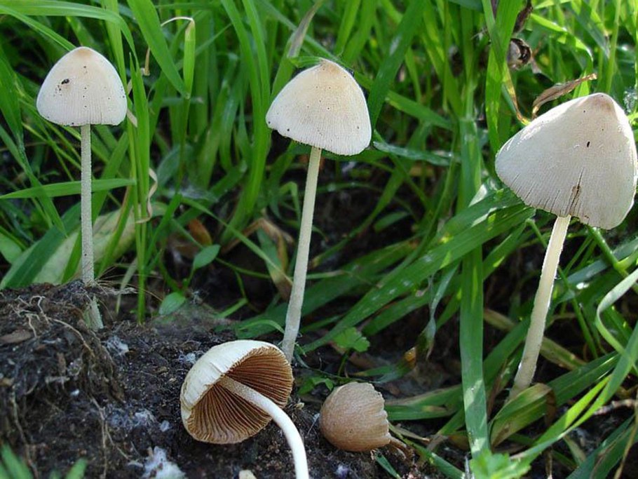 Conocybe Juniana