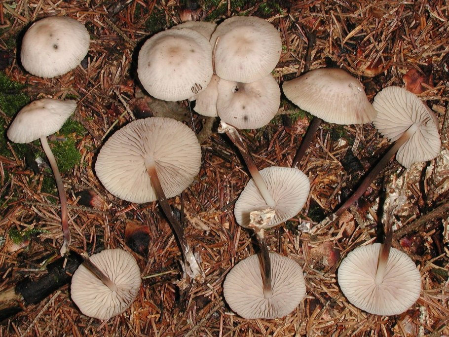 Marasmius wynnei