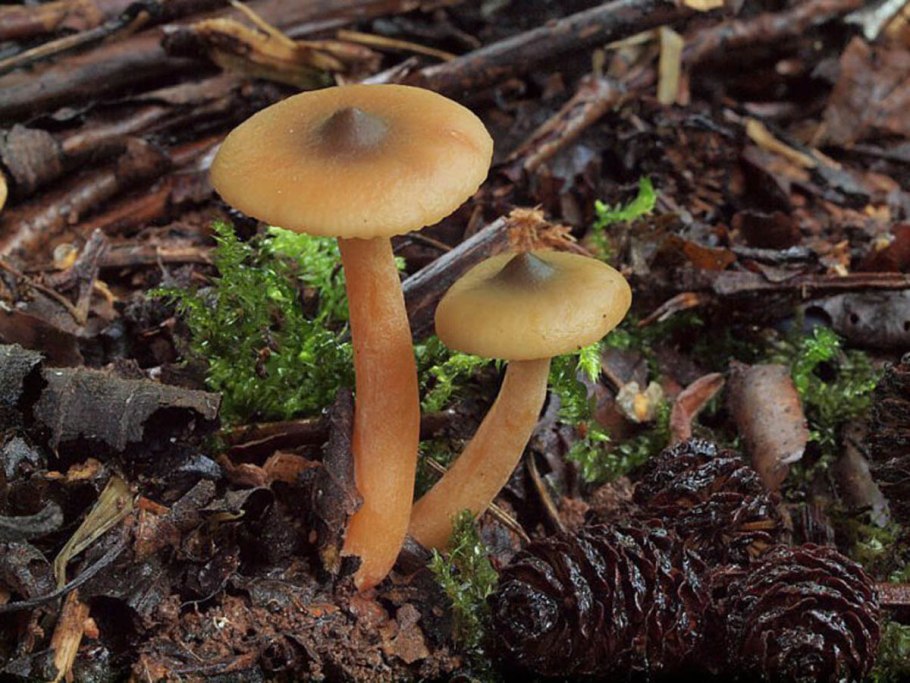 Lactarius obscuratus