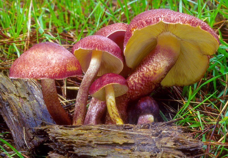 Tricholomopsis rutilans
