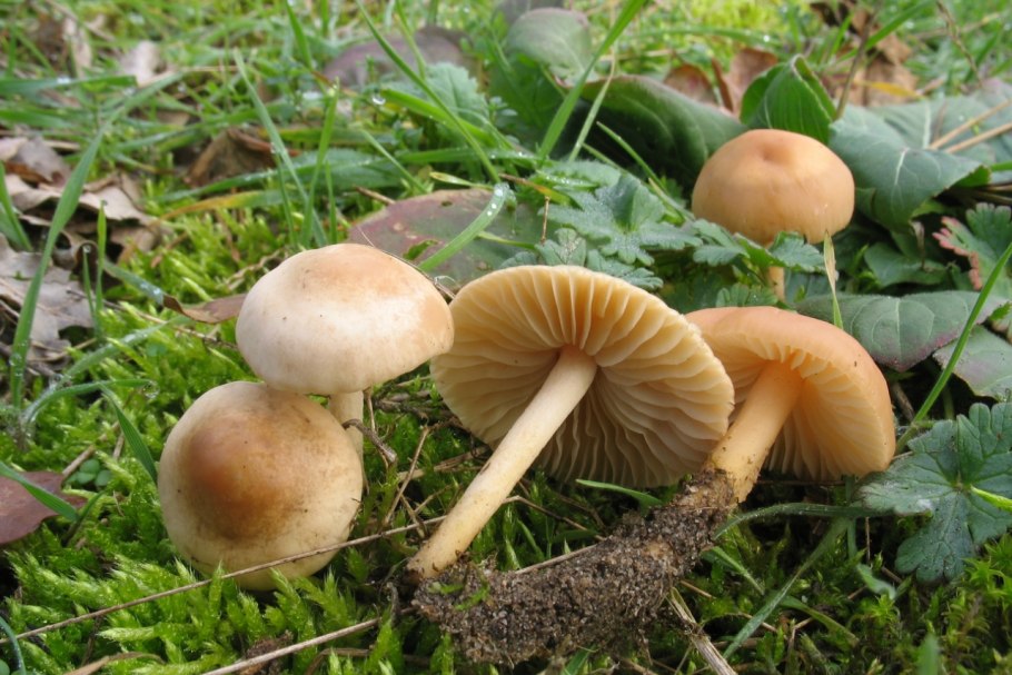 Опенок Луговой Marasmius Oreades