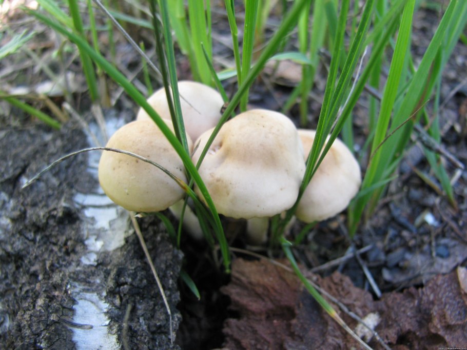 Опёнок Луговой шампиньон дождевик