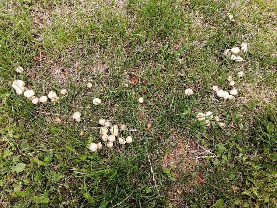 Луговые грибы съедобные