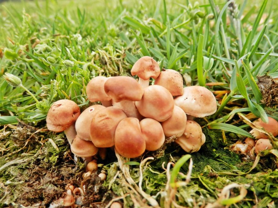 Опенок Луговой Marasmius Oreades