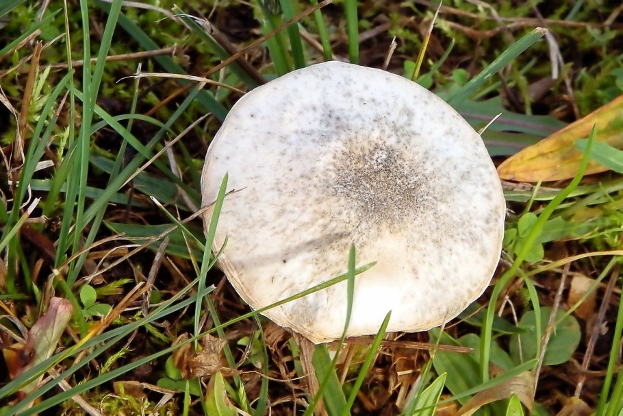 Белошампиньон румянящийся leucoagaricus leucothites