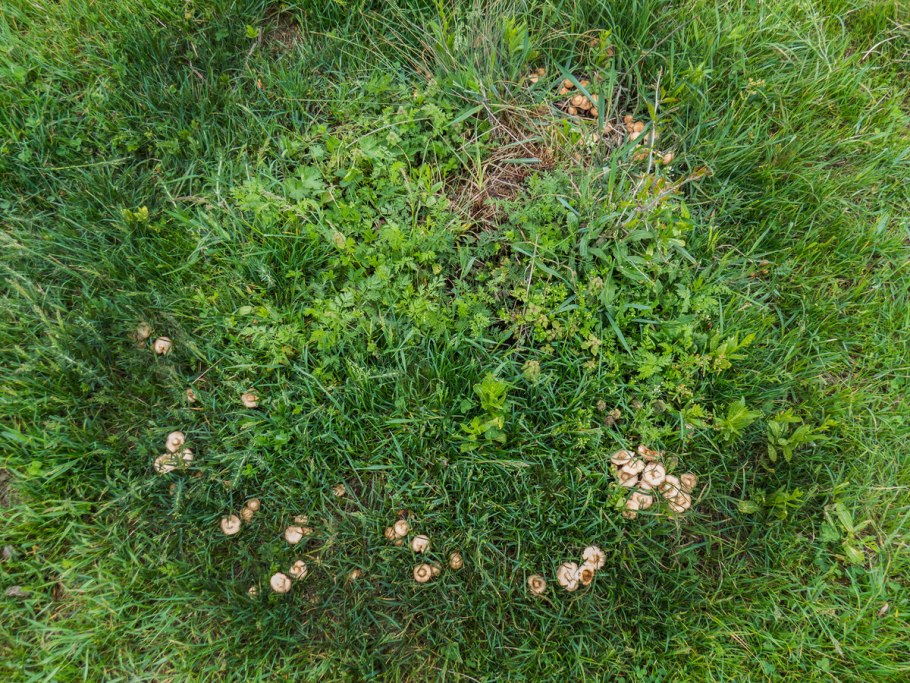 Луговые грибы Ивановской области