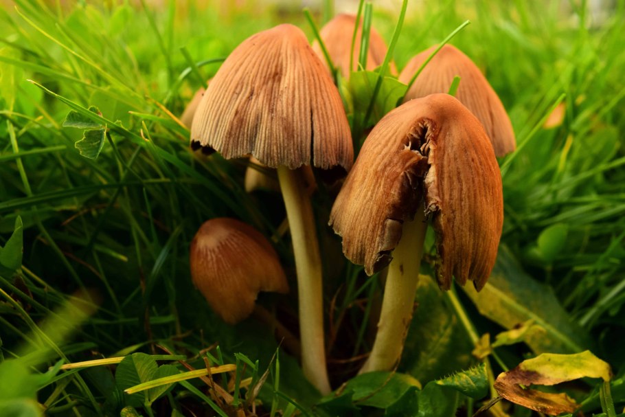 Опенок Луговой негниючник