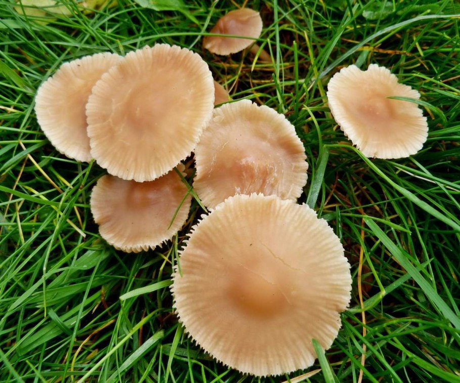 Опенок Луговой Marasmius Oreades