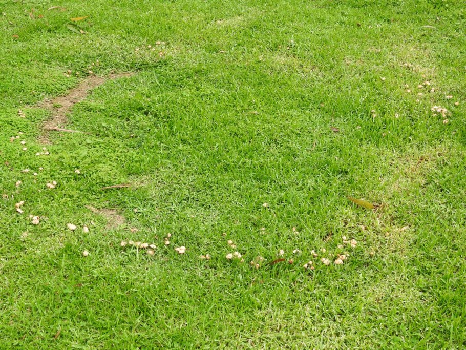 Луговые грибы Кузбасса