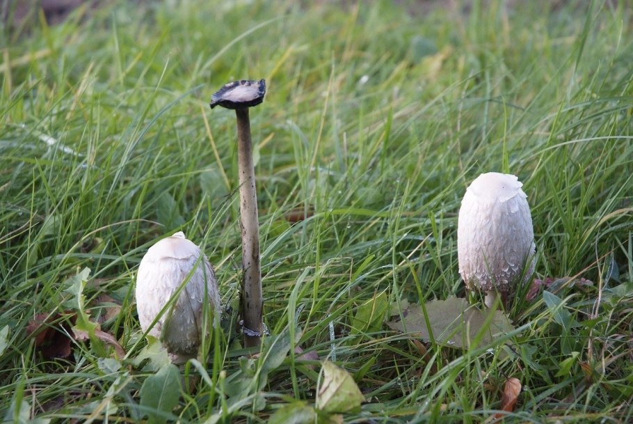Опенок Луговой Marasmius Oreades