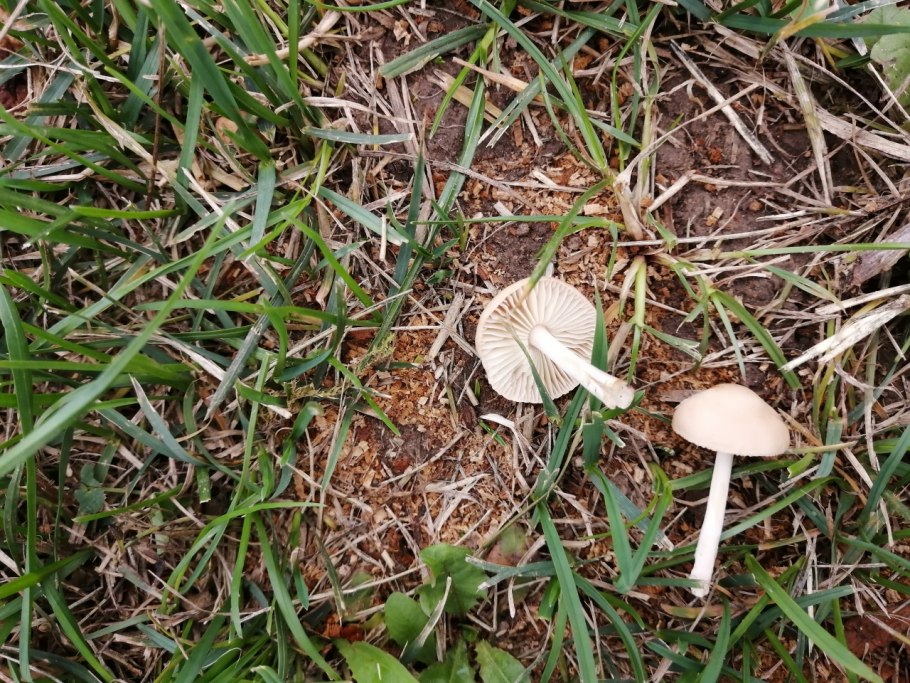 Грибы луговые осенние съедобные