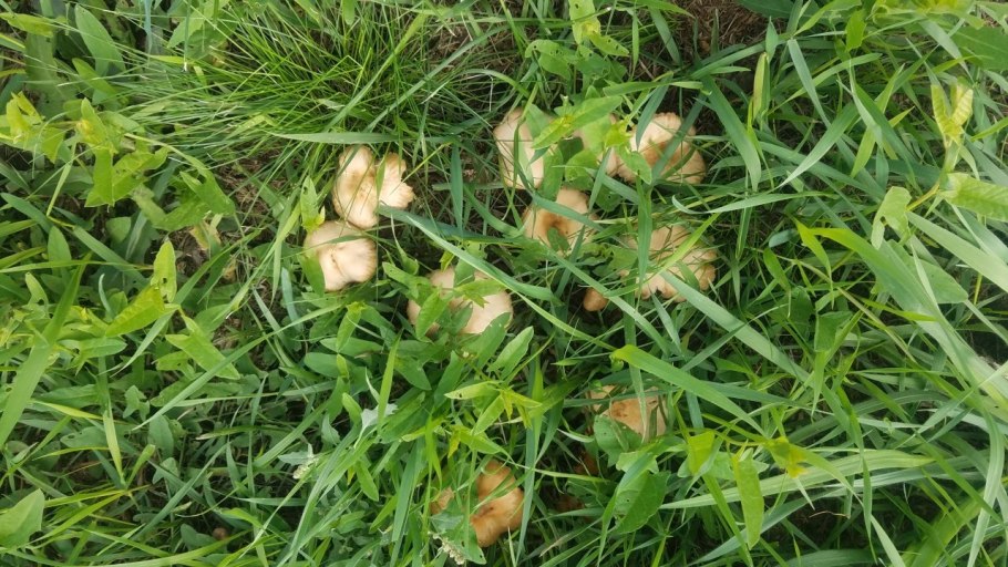 Полевые грибы съедобные