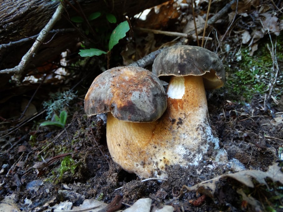 Боровик бронзовый Boletus aereus