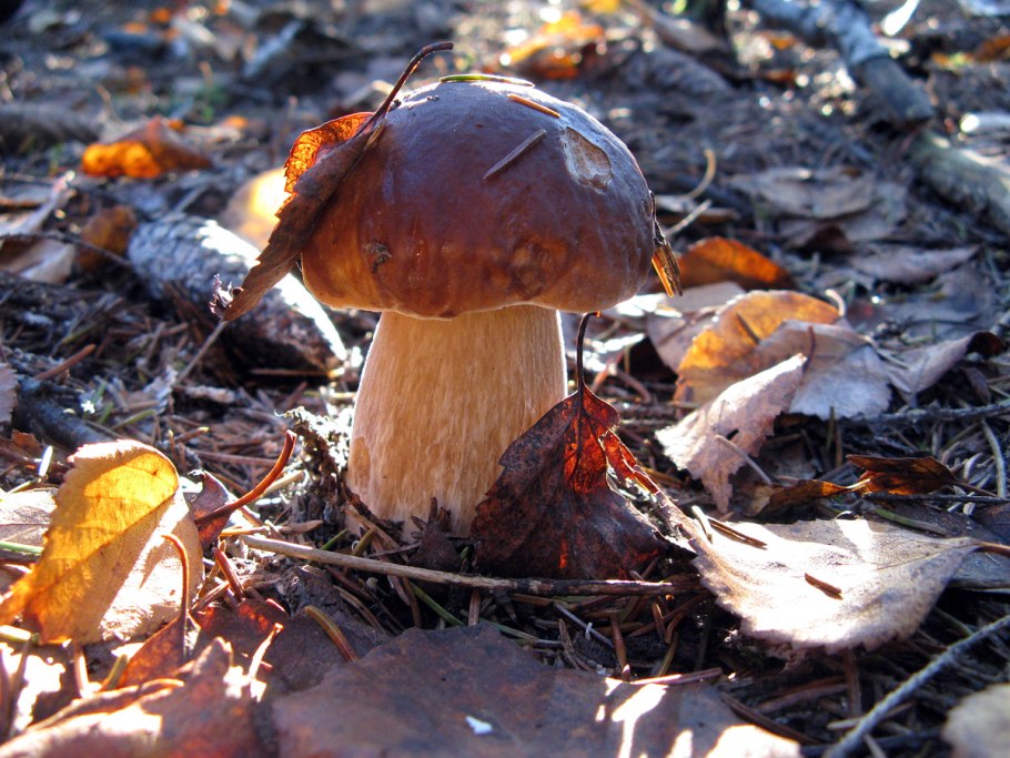 Гриб черный груздь