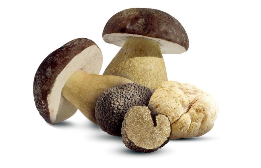 Губчатые грибы