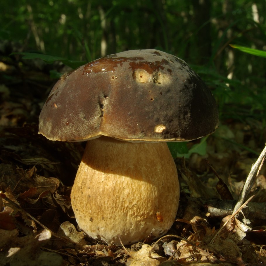 Leccinum melaneum