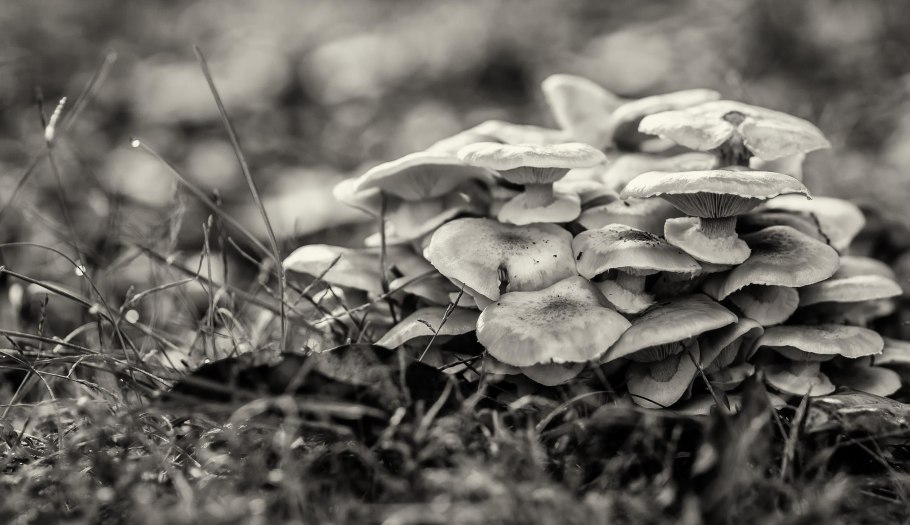 Гриб копринус чёрный