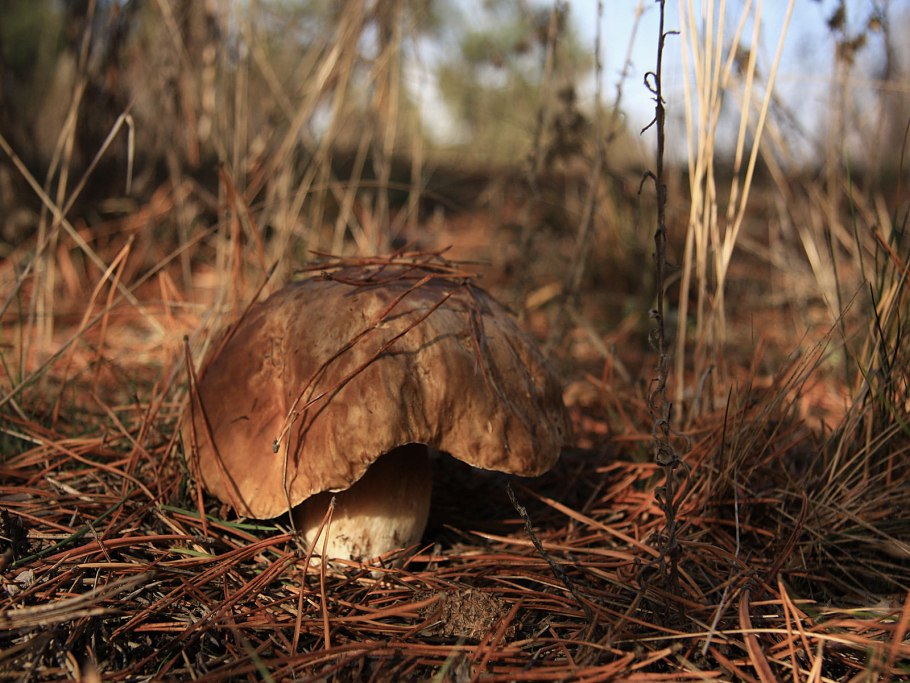 Саратовская обл грибы боровики