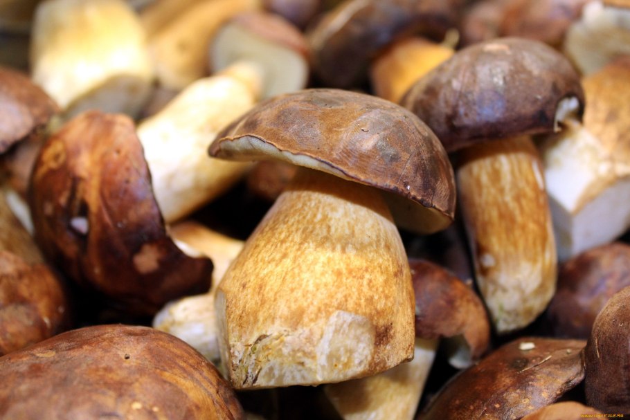 Сыроежка белая подгруздок белый