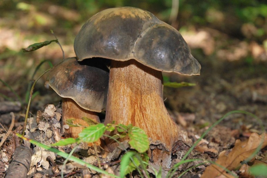 Белый гриб бронзовый Boletus aereus