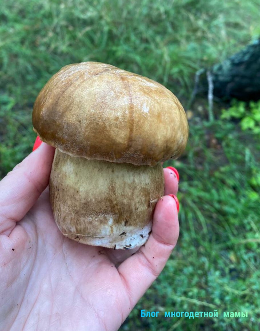 Черненькие грибы