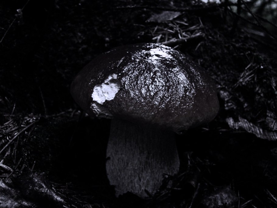 Боровик белый гриб