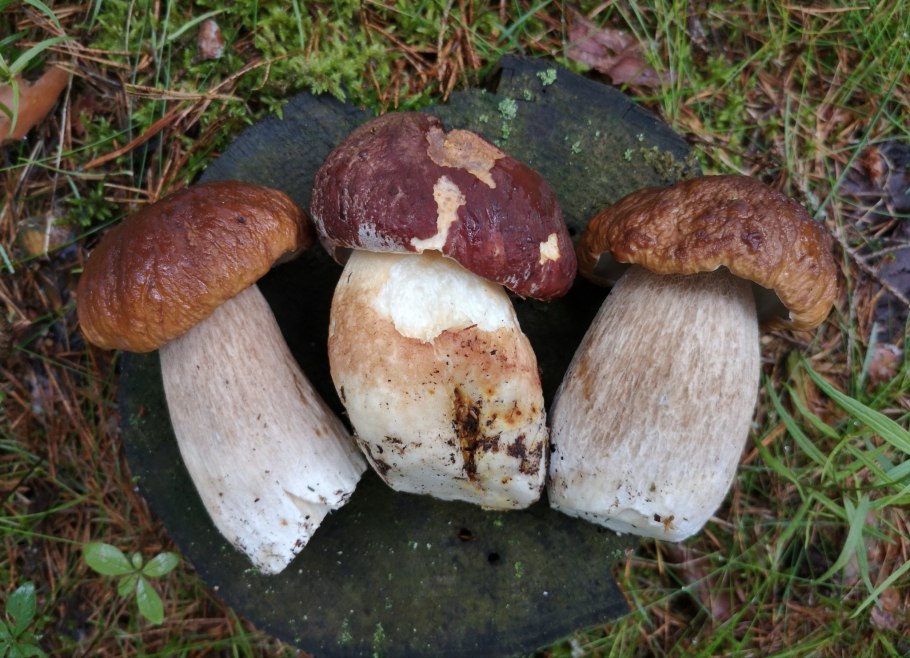 Старый белый гриб