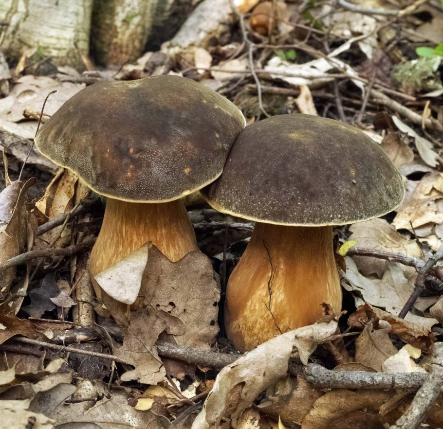 Белый гриб бронзовый Boletus aereus