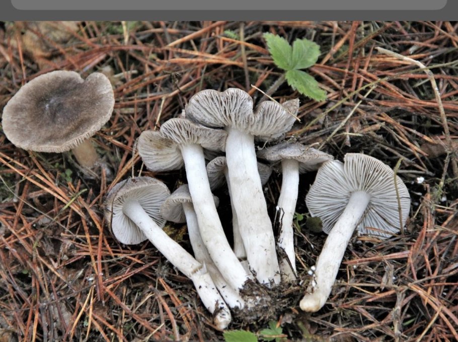 Рядовка в Сосновом лесу