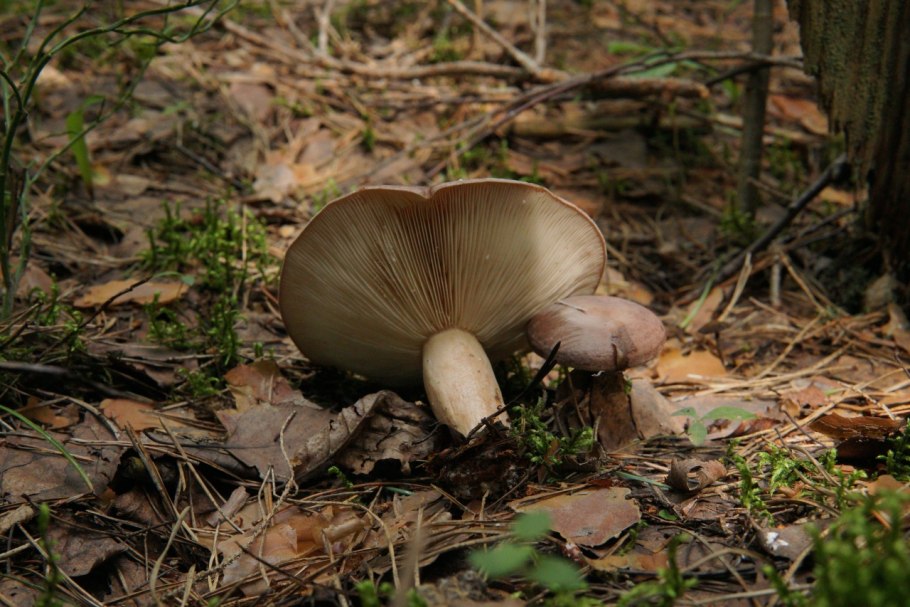 Грибы из Мурома