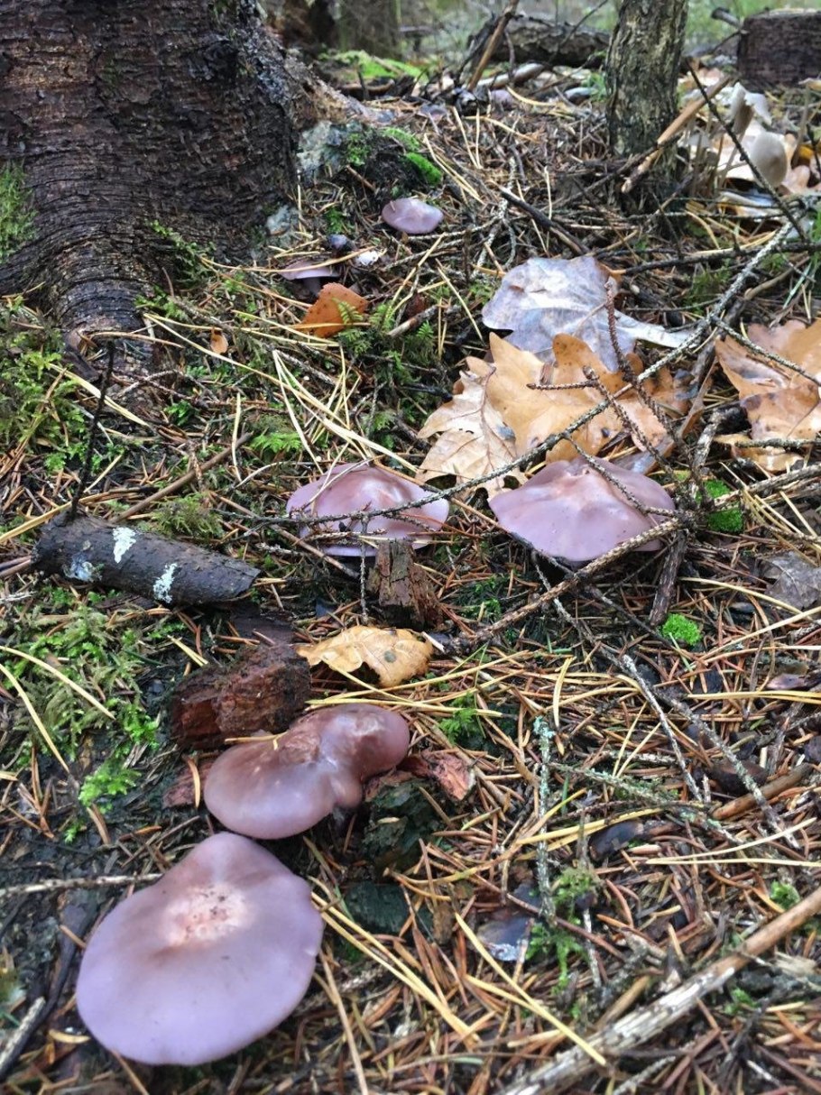 Грибы Лесные рядовка