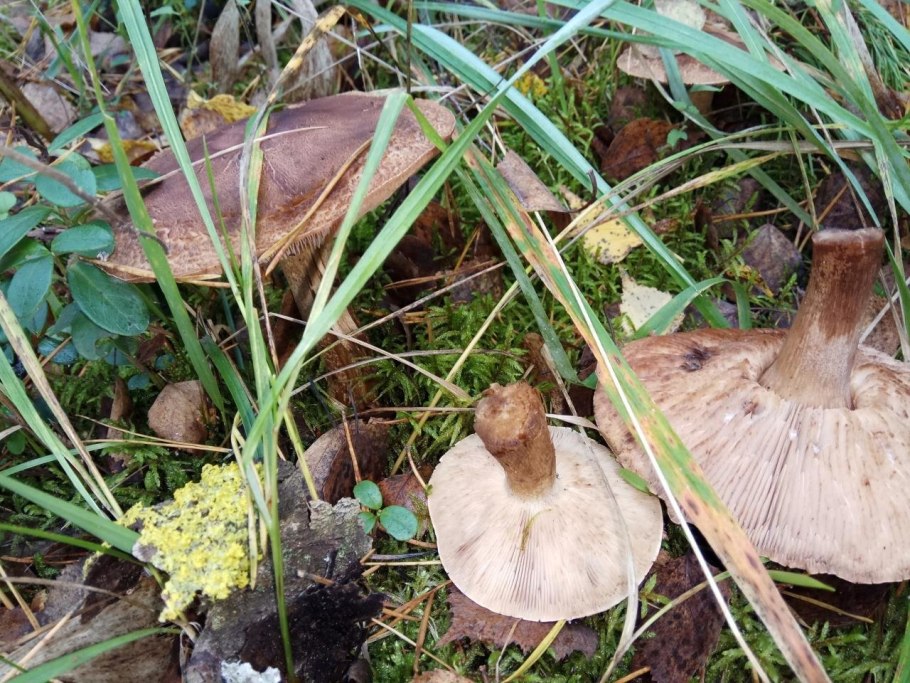 Грибы луговые рядовки