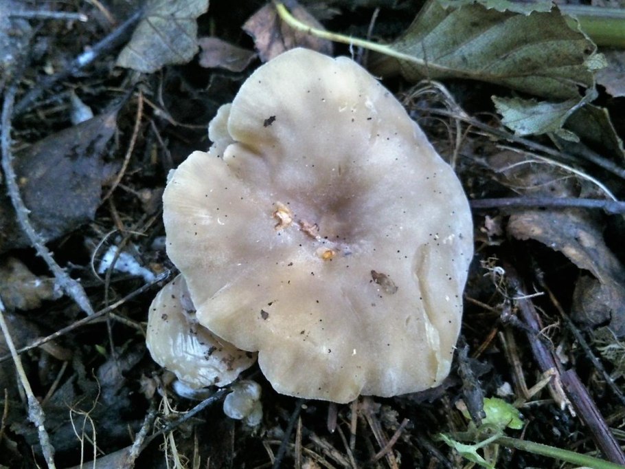 Рядовка Еловая Tricholoma aestuans