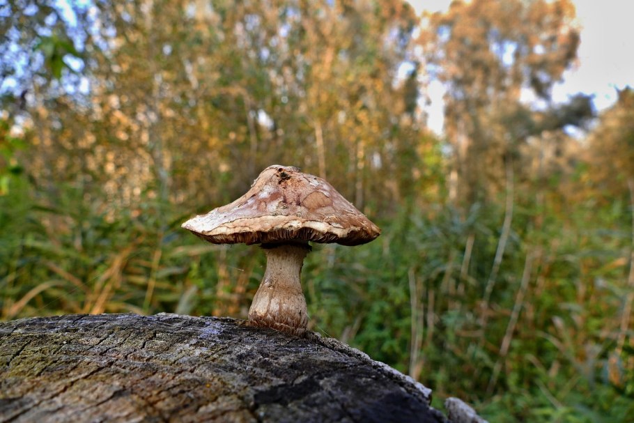 Осень грибы на пеньке