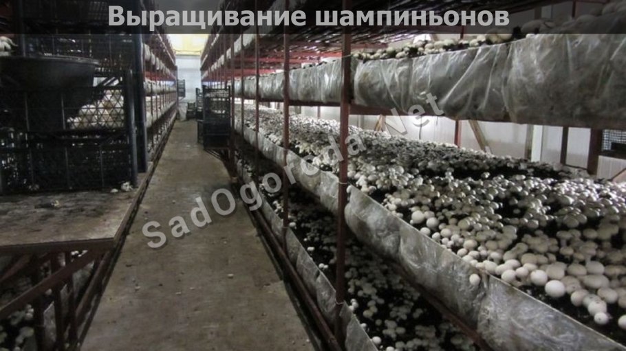 Грибы шампиньоны в теплице
