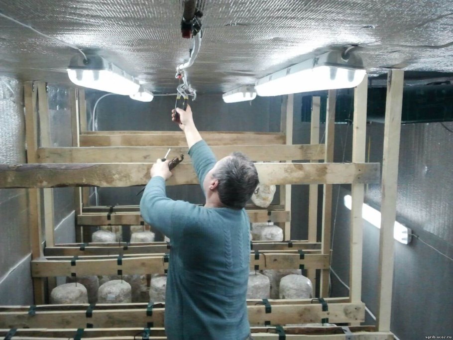 Помещение для грибов вешенка