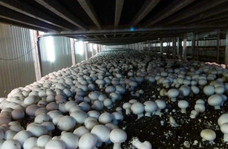 Мицелий шампиньонов Amucel