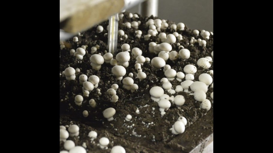 Семена грибов для выращивания шампиньоны