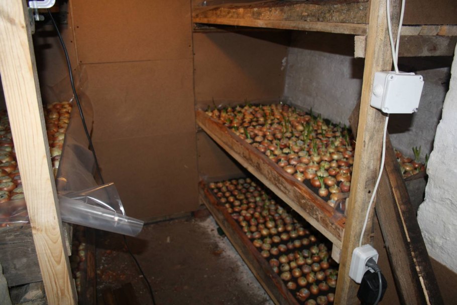 Хранение овощей в подвале гаража