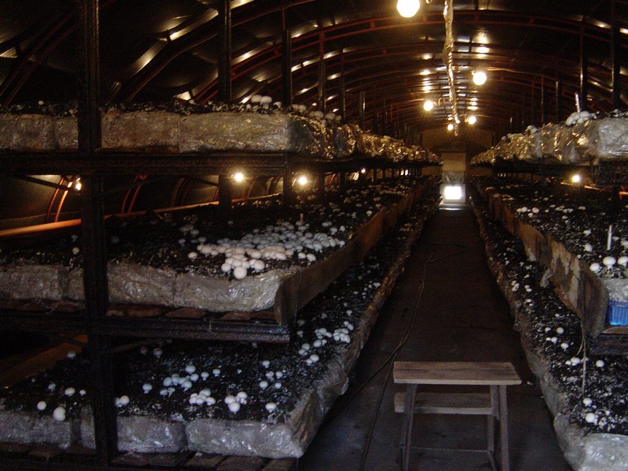 Грибная теплица шампиньонов