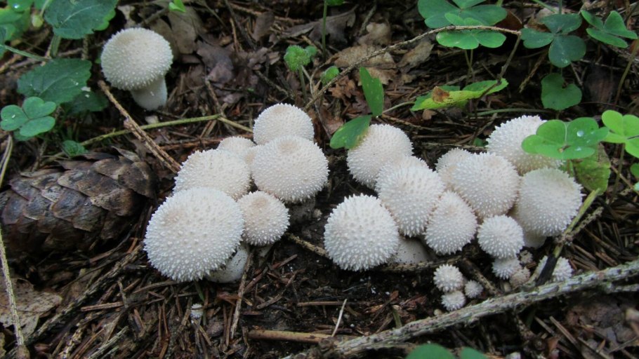 Грибы дождевик (Lycoperdon pyriforme)