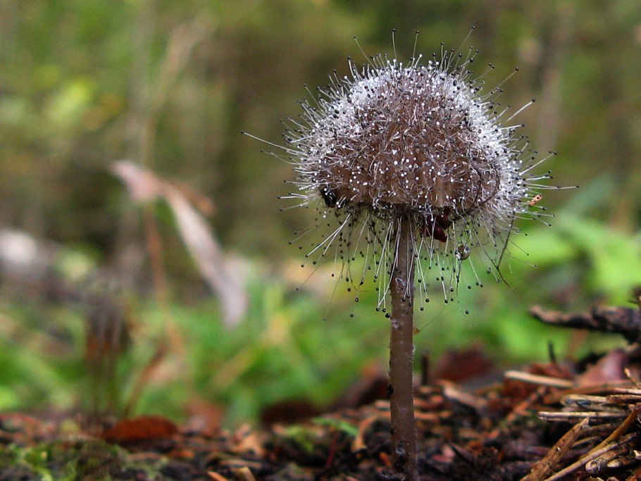 Дождевик шиповатый Lycoperdon perlatum