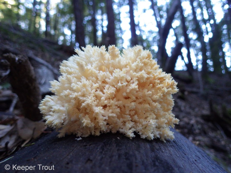 Гриб черная Лушка