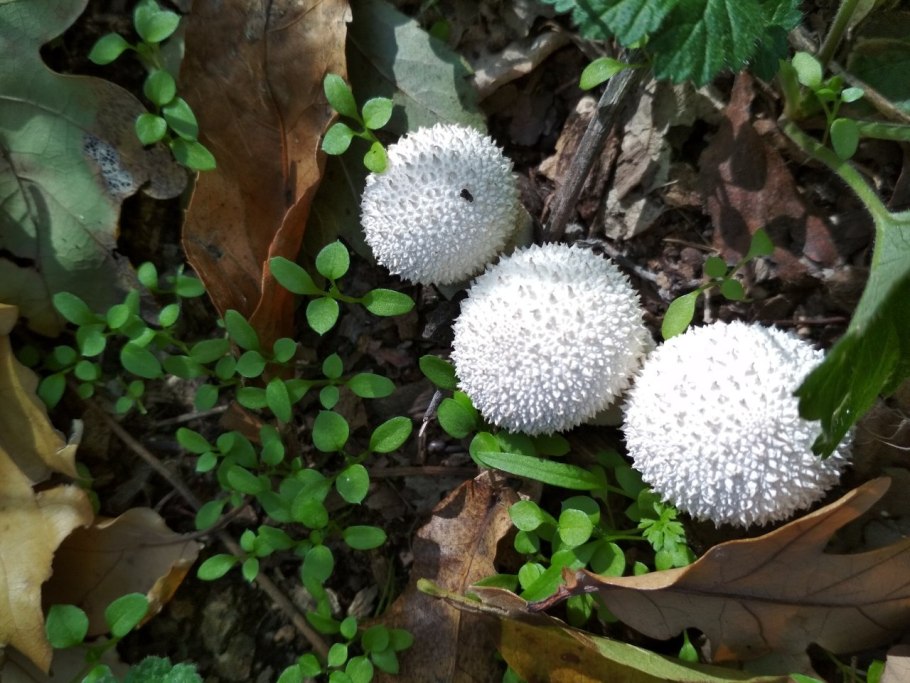 Белый гриб с колючками