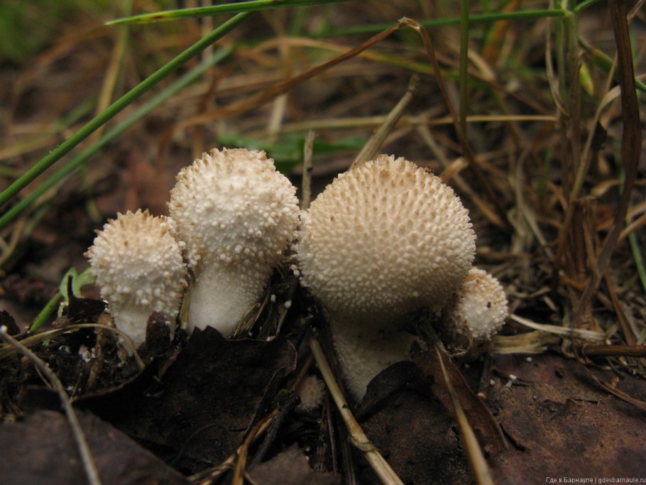 Гриб чешуйчатка