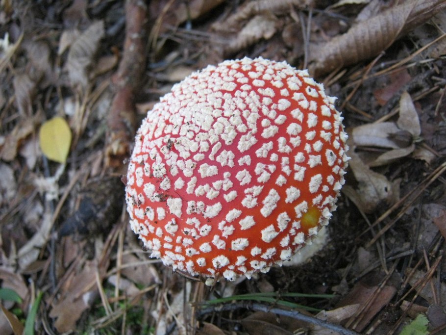 Мухомор Виттадини Amanita