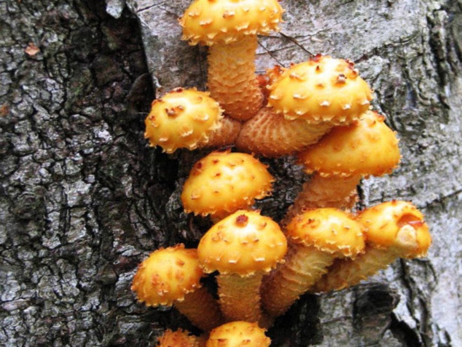 Дождевик шиповатый Lycoperdon perlatum